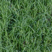 bermuda grass