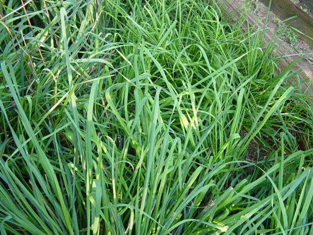 Cool Season Grasses