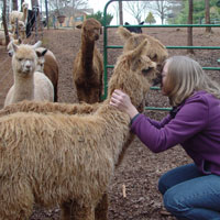 girl kissing alpaca